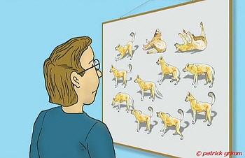 chien Poilu tableau avec postures 350